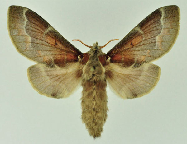 /filer/webapps/moths/media/images/A/abyssinica_Stoermeriana_AF_Ihle_01.jpg