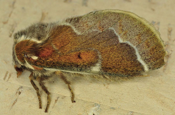 /filer/webapps/moths/media/images/A/abyssinica_Stoermeriana_AF_Ihle_02.jpg