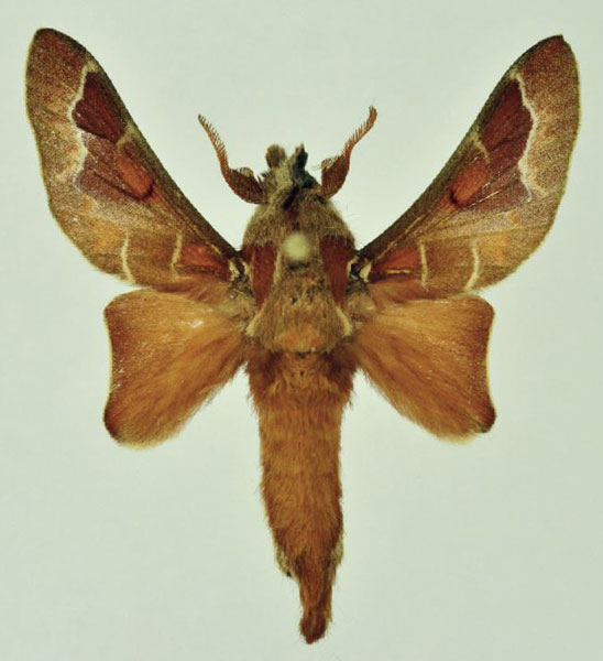 /filer/webapps/moths/media/images/A/abyssinica_Stoermeriana_AM_Ihle_01.jpg