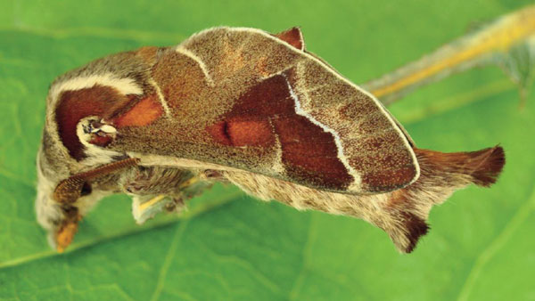 /filer/webapps/moths/media/images/A/abyssinica_Stoermeriana_AM_Ihle_02.jpg