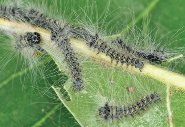 /filer/webapps/moths/media/images/A/abyssinica_Stoermeriana_L1_Ihle.jpg