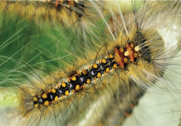 /filer/webapps/moths/media/images/A/abyssinica_Stoermeriana_L3_Ihle.jpg