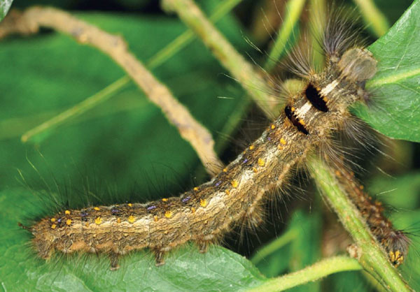 /filer/webapps/moths/media/images/A/abyssinica_Stoermeriana_L4_Ihle.jpg