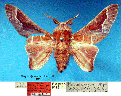 /filer/webapps/moths/media/images/A/abyssinica_Taragama_HT_SNHMa.jpg