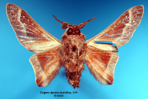 /filer/webapps/moths/media/images/A/abyssinica_Taragama_HT_SNHMb.jpg