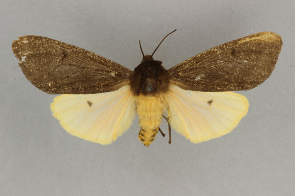 /filer/webapps/moths/media/images/A/abyssinica_Teracotona_AF_BMNH.jpg