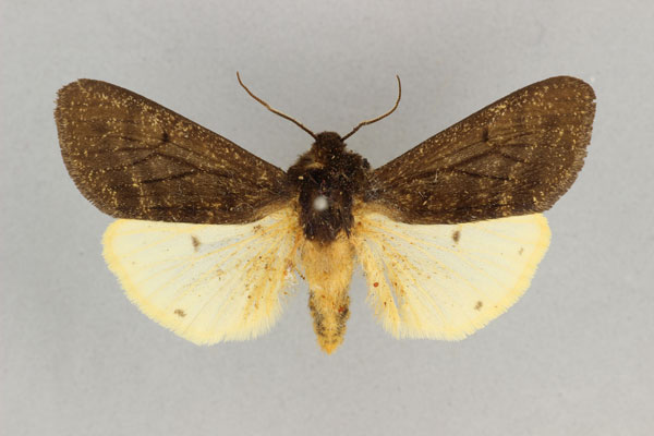 /filer/webapps/moths/media/images/A/abyssinica_Teracotona_HT_BMNH.jpg