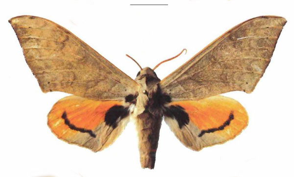/filer/webapps/moths/media/images/A/abyssinicus_Pseudoclanis_AM_EMEMa.jpg