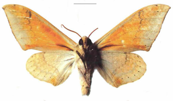 /filer/webapps/moths/media/images/A/abyssinicus_Pseudoclanis_AM_EMEMb.jpg
