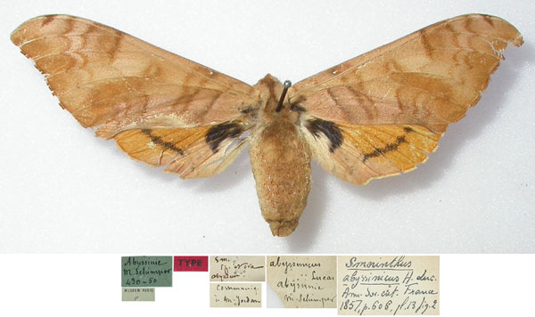 /filer/webapps/moths/media/images/A/abyssinicus_Smerinthus_HT_MNHN.jpg
