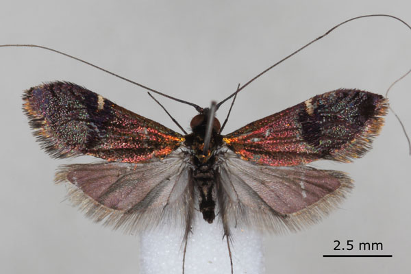 /filer/webapps/moths/media/images/A/acaciae_Nemophora_HT_NMK.jpg