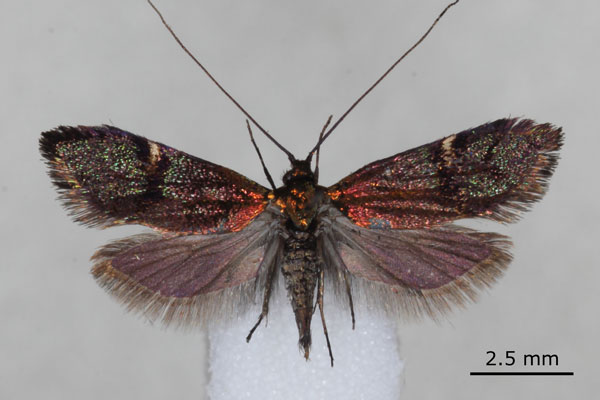 /filer/webapps/moths/media/images/A/acaciae_Nemophora_PT_BMNH.jpg
