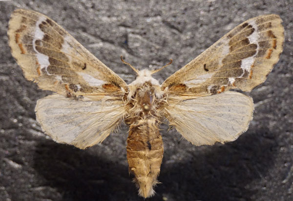 /filer/webapps/moths/media/images/A/acaciae_Streblote_AF_Stroehle.jpg