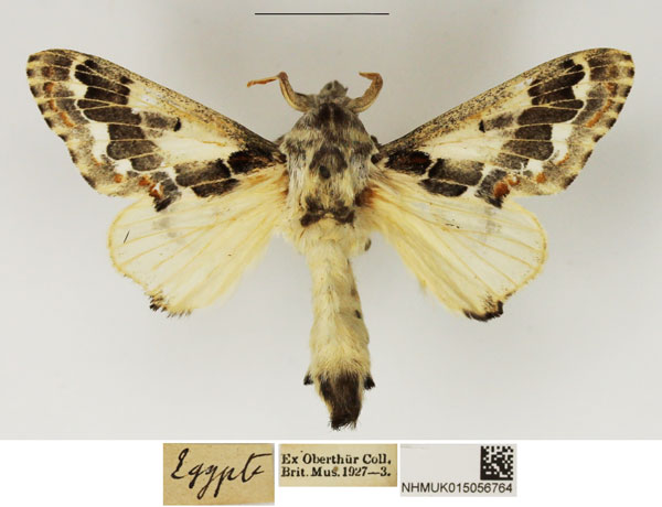 /filer/webapps/moths/media/images/A/acaciae_Streblote_AM_NHMUK_XN5nGI1.jpg