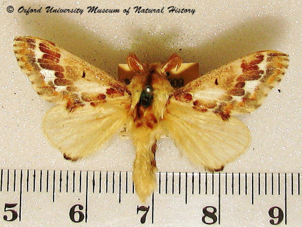 /filer/webapps/moths/media/images/A/acaciae_Streblote_A_OUMNH.jpg