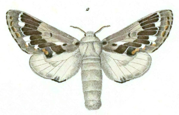 /filer/webapps/moths/media/images/A/acaciae_Streblote_STF_Klug_9.jpg