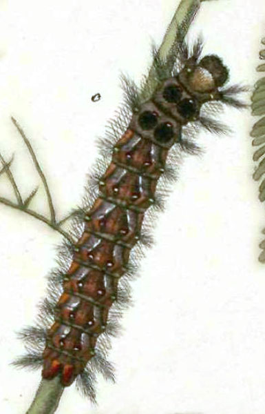 /filer/webapps/moths/media/images/A/acaciae_Streblote_STL_Klug_9.jpg
