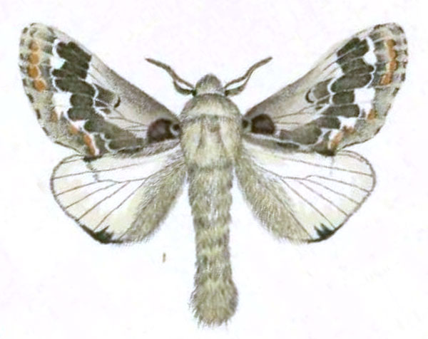 /filer/webapps/moths/media/images/A/acaciae_Streblote_STM_Klug_9.jpg
