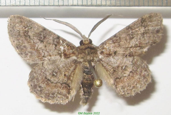 /filer/webapps/moths/media/images/A/acaciaria_Cleora_AM_Bippus_01.jpg