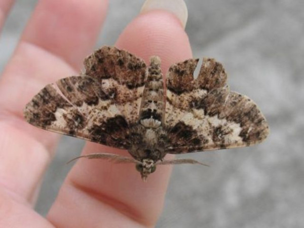 /filer/webapps/moths/media/images/A/acaciaria_Cleora_A_Guyonnet.jpg