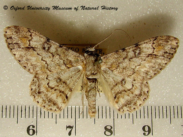 /filer/webapps/moths/media/images/A/acaciaria_Cleora_A_OUMNH.jpg