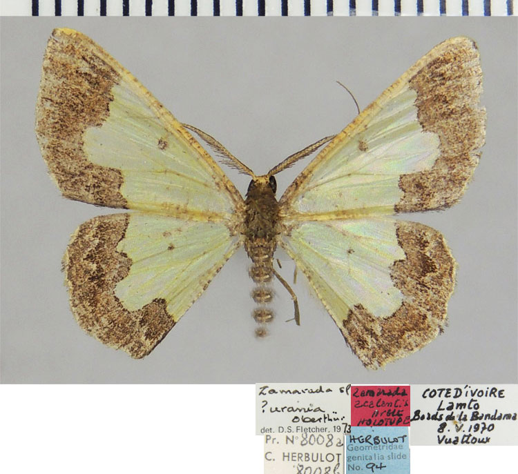 /filer/webapps/moths/media/images/A/acalantis_Zamarada_HT_ZSM.jpg