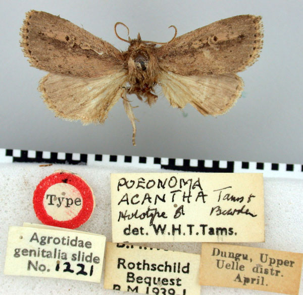 /filer/webapps/moths/media/images/A/acantha_Poeonoma_HT_BMNH.jpg