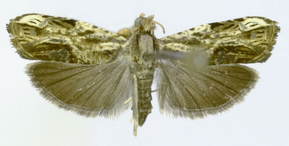 /filer/webapps/moths/media/images/A/acanthoda_Thylacogaster_HT_ZMJU.jpg