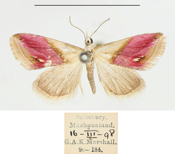 /filer/webapps/moths/media/images/A/acarodes_Eublemma_AF_BMNH.jpg