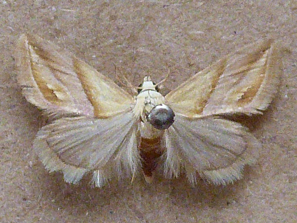 /filer/webapps/moths/media/images/A/acarodes_Eublemma_A_Butler_01.jpg