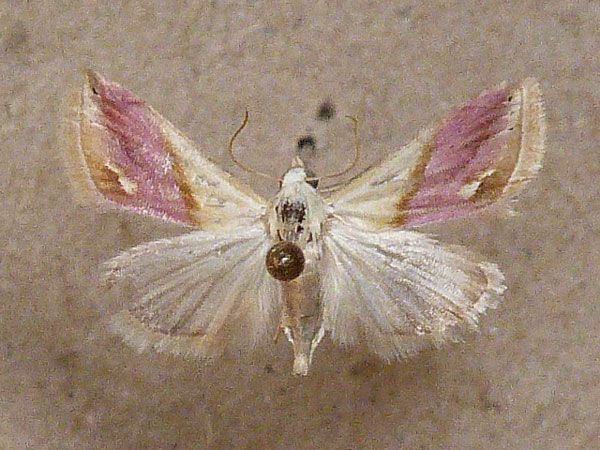 /filer/webapps/moths/media/images/A/acarodes_Eublemma_A_Butler_02.jpg