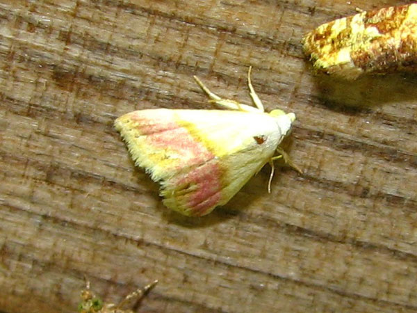 /filer/webapps/moths/media/images/A/acarodes_Eublemma_A_Goff.jpg