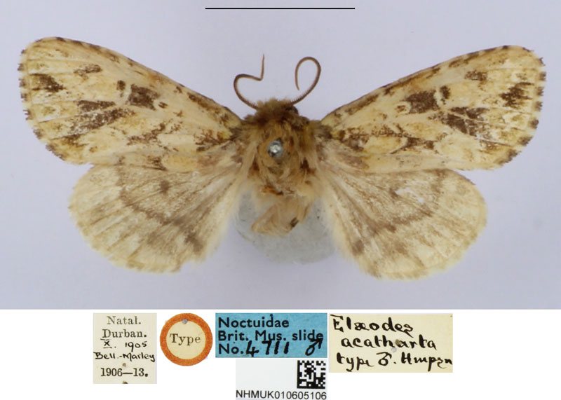 /filer/webapps/moths/media/images/A/acatharta_Elaeodes_HT_BMNH.jpg