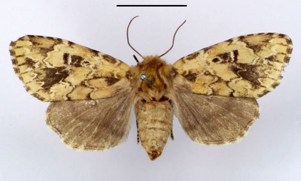 /filer/webapps/moths/media/images/A/acatharta_Elaeodes_PTF_BMNH.jpg