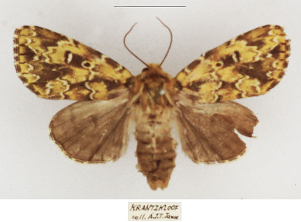 /filer/webapps/moths/media/images/A/acatharta_Nyodes_AF_TMSA_02.jpg