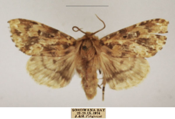 /filer/webapps/moths/media/images/A/acatharta_Nyodes_AM_TMSA_02.jpg