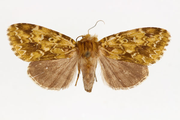 /filer/webapps/moths/media/images/A/acathartha_Nyodes_AF_RMCA.jpg