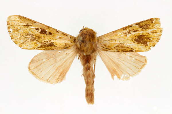 /filer/webapps/moths/media/images/A/acathartha_Nyodes_AM_RMCA.jpg
