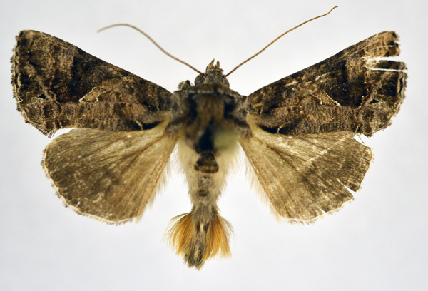 /filer/webapps/moths/media/images/A/accentifera_Ctenoplusia_AM_NHMO.jpg