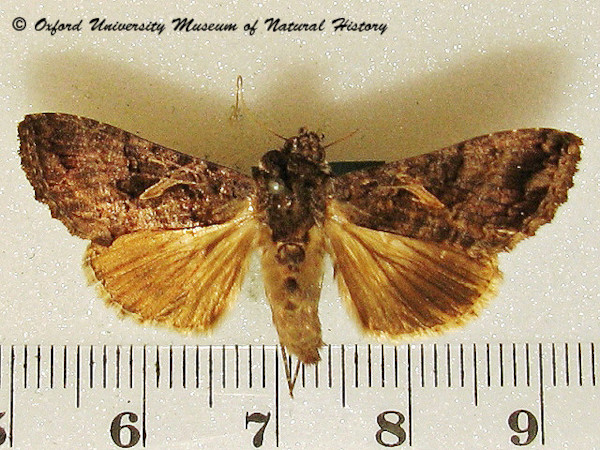 /filer/webapps/moths/media/images/A/accentifera_Ctenoplusia_A_OUMNH.jpg