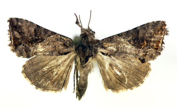 /filer/webapps/moths/media/images/A/accentifera_Ctenoplusia_A_RMCA.jpg