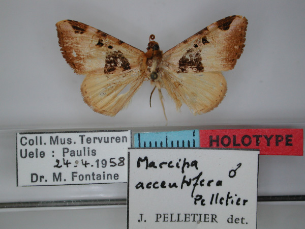 /filer/webapps/moths/media/images/A/accentifera_Marcipa_HT_RMCA_01.jpg