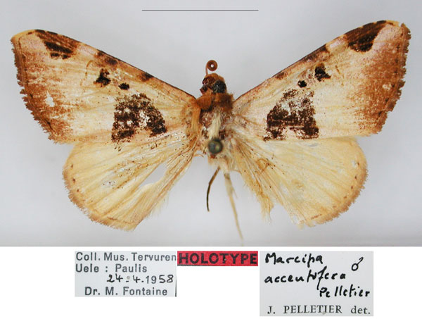 /filer/webapps/moths/media/images/A/accentifera_Marcipa_HT_RMCA_01_m7PFpoe.jpg
