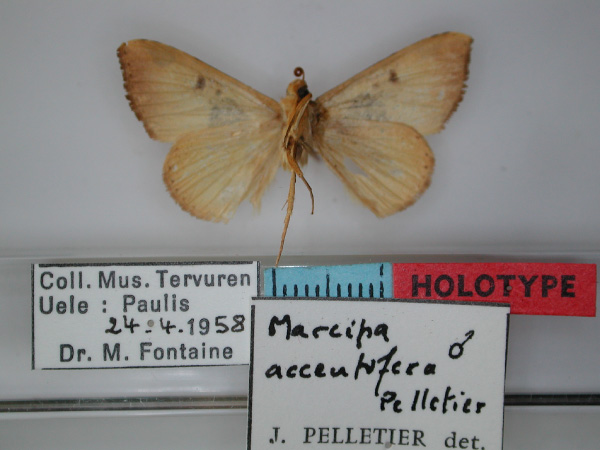 /filer/webapps/moths/media/images/A/accentifera_Marcipa_HT_RMCA_02.jpg