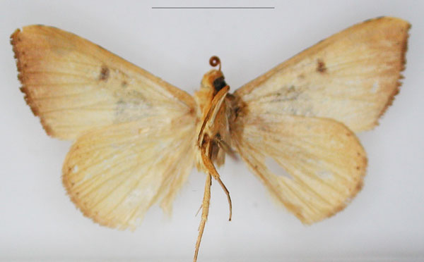 /filer/webapps/moths/media/images/A/accentifera_Marcipa_HT_RMCA_02_TbU6HKf.jpg