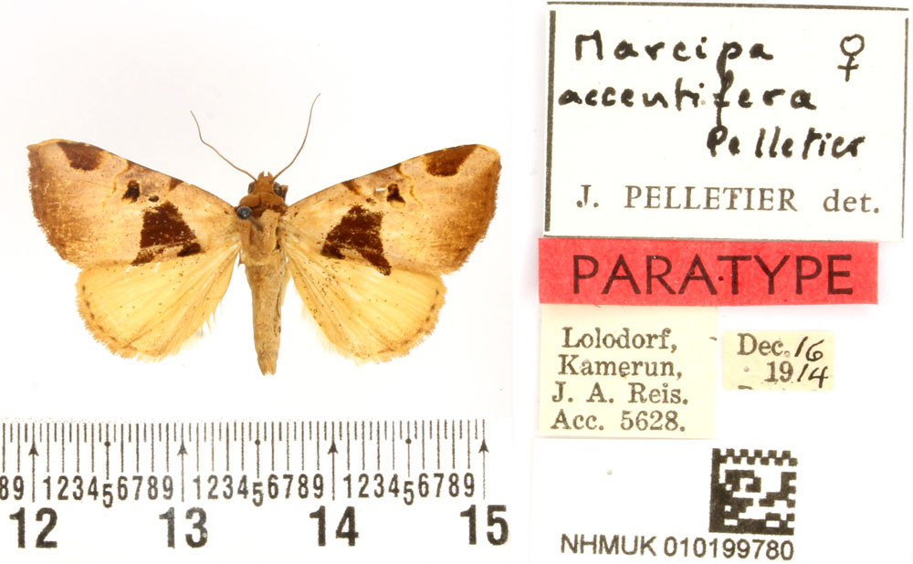 /filer/webapps/moths/media/images/A/accentifera_Marcipa_PTF_BMNH.jpg