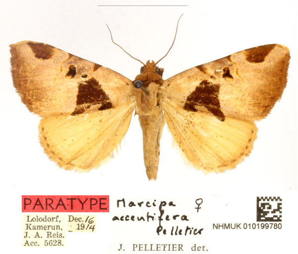 /filer/webapps/moths/media/images/A/accentifera_Marcipa_PTF_BMNH_2Quh71a.jpg