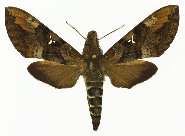 /filer/webapps/moths/media/images/A/accentifera_Nephele_AF_Basquin_01.jpg