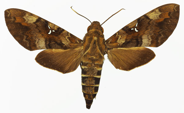 /filer/webapps/moths/media/images/A/accentifera_Nephele_AF_Basquin_02.jpg