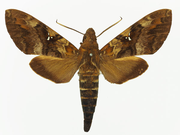 /filer/webapps/moths/media/images/A/accentifera_Nephele_AM_Basquin_01a.jpg